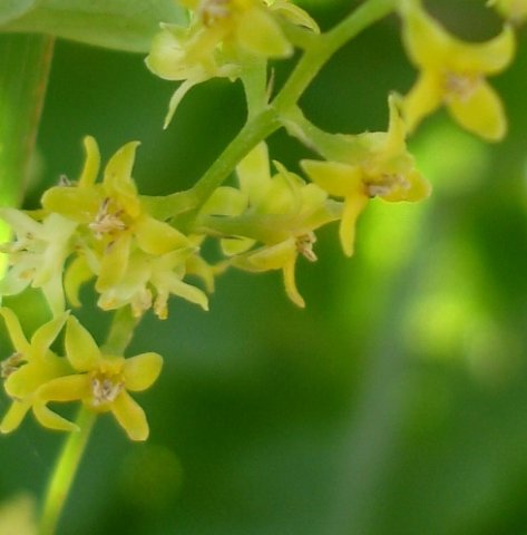 Dioscorea sylvatica flowers